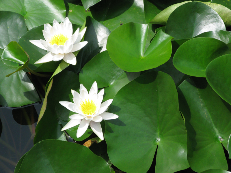 In bloom water lilies