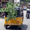 How to carry a bush in Chennai ?